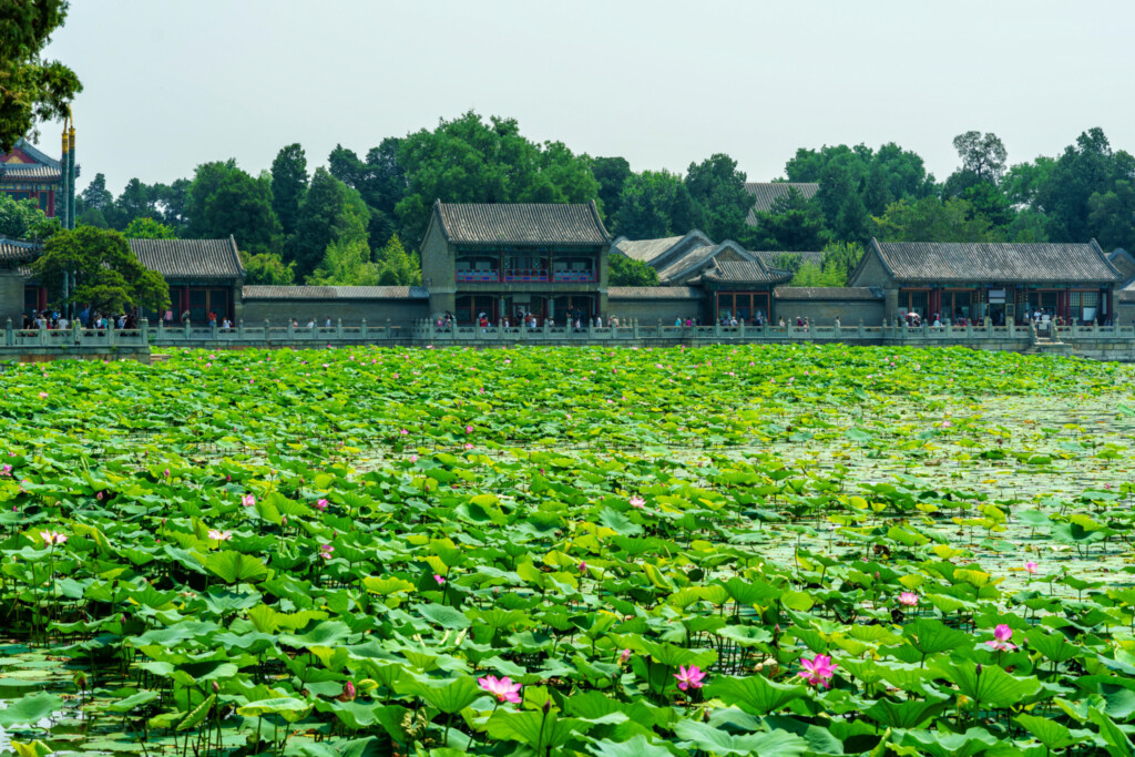 頤和園 蓮池