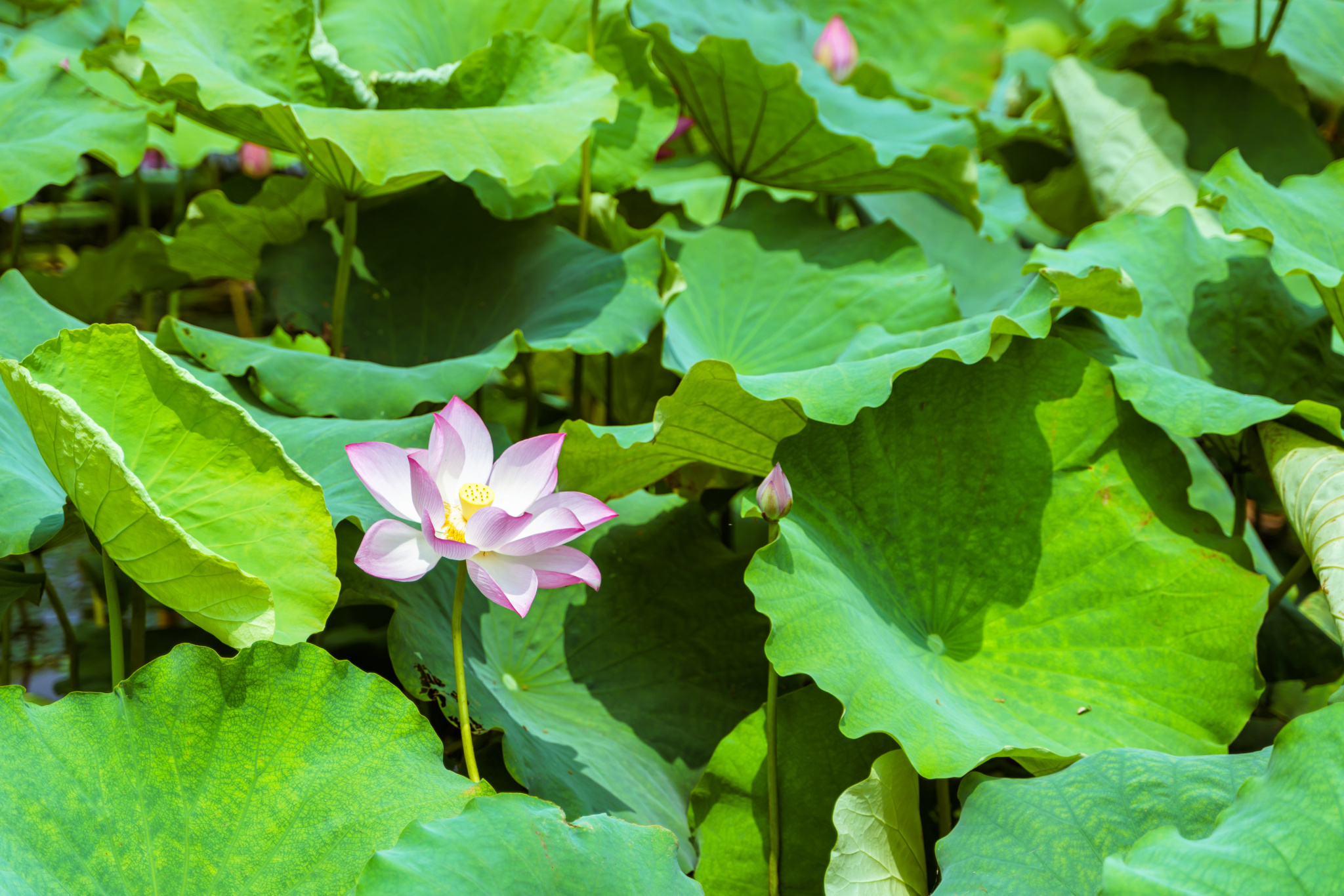 西湖荷花