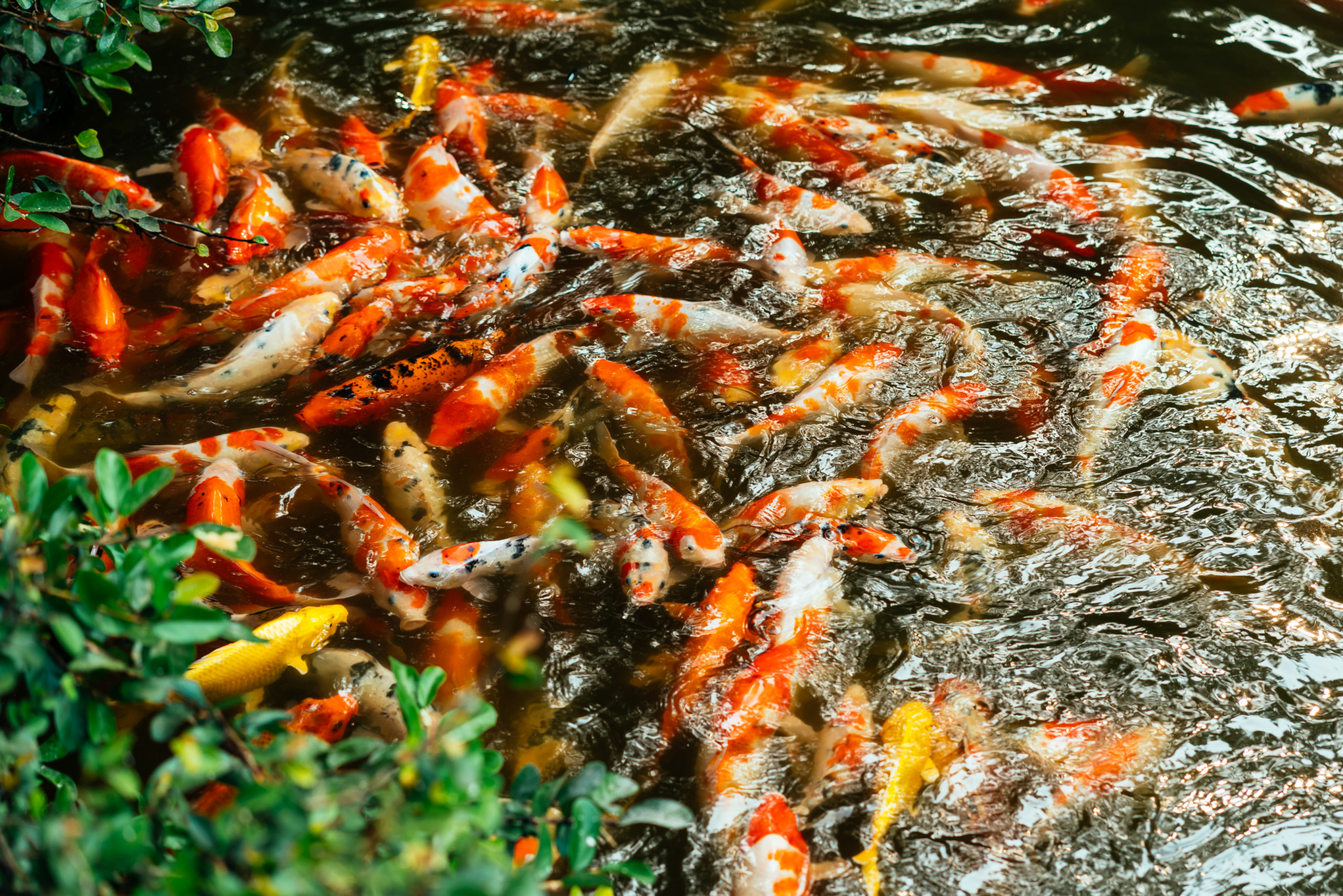 花港觀魚