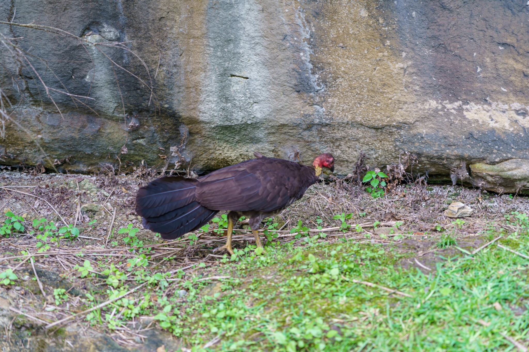 Kirribilli