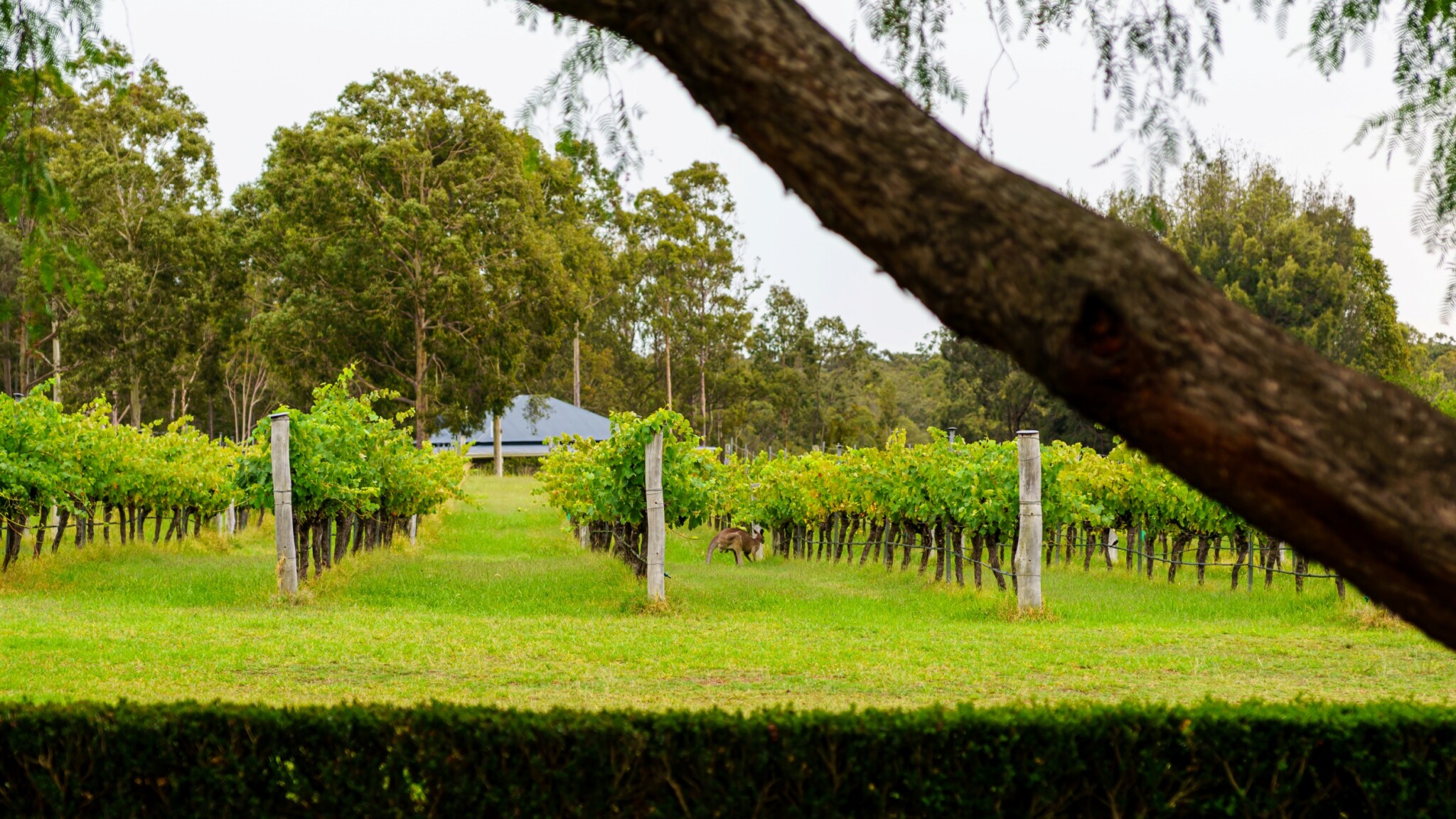 Hunter Valley