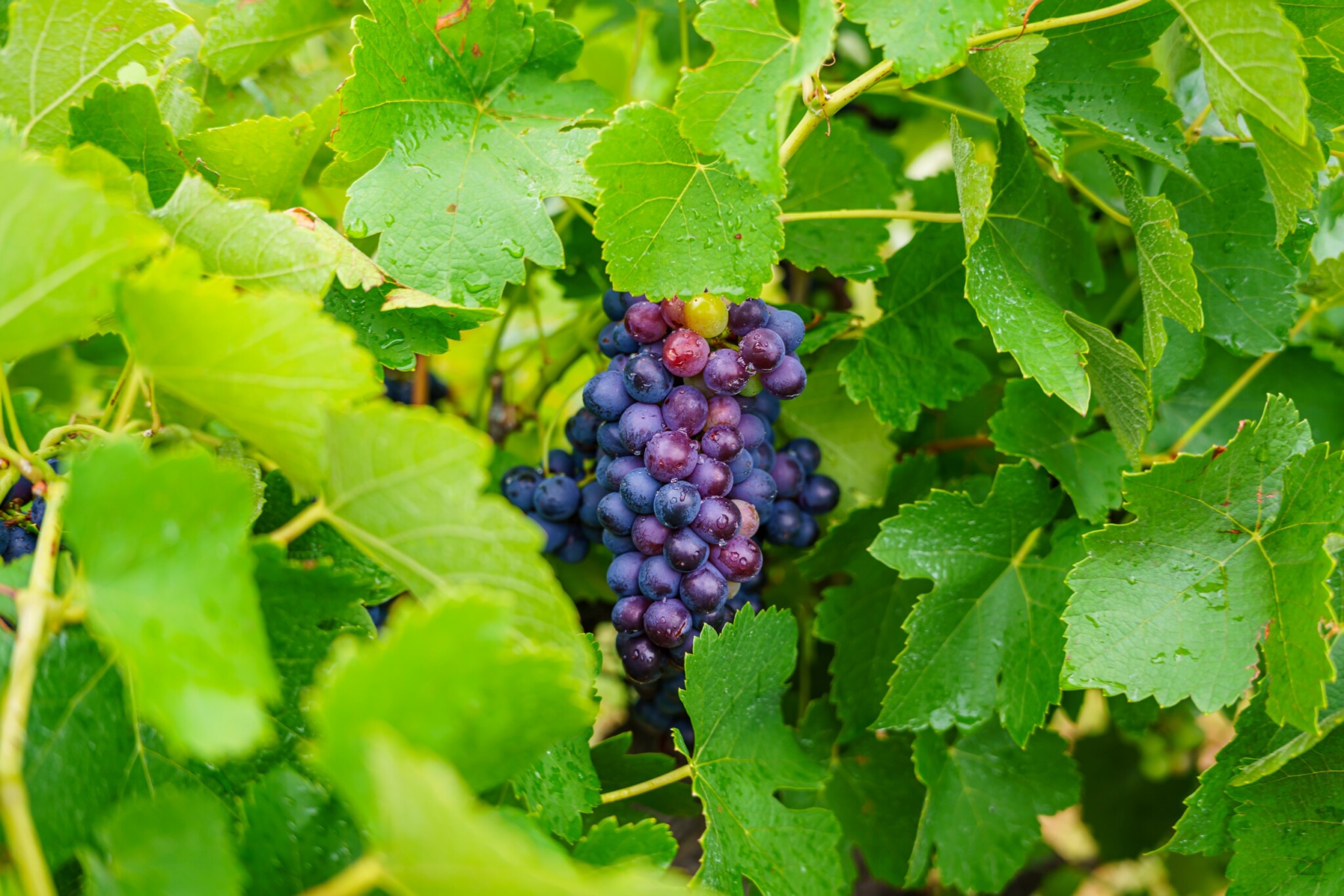 Hunter Valley
