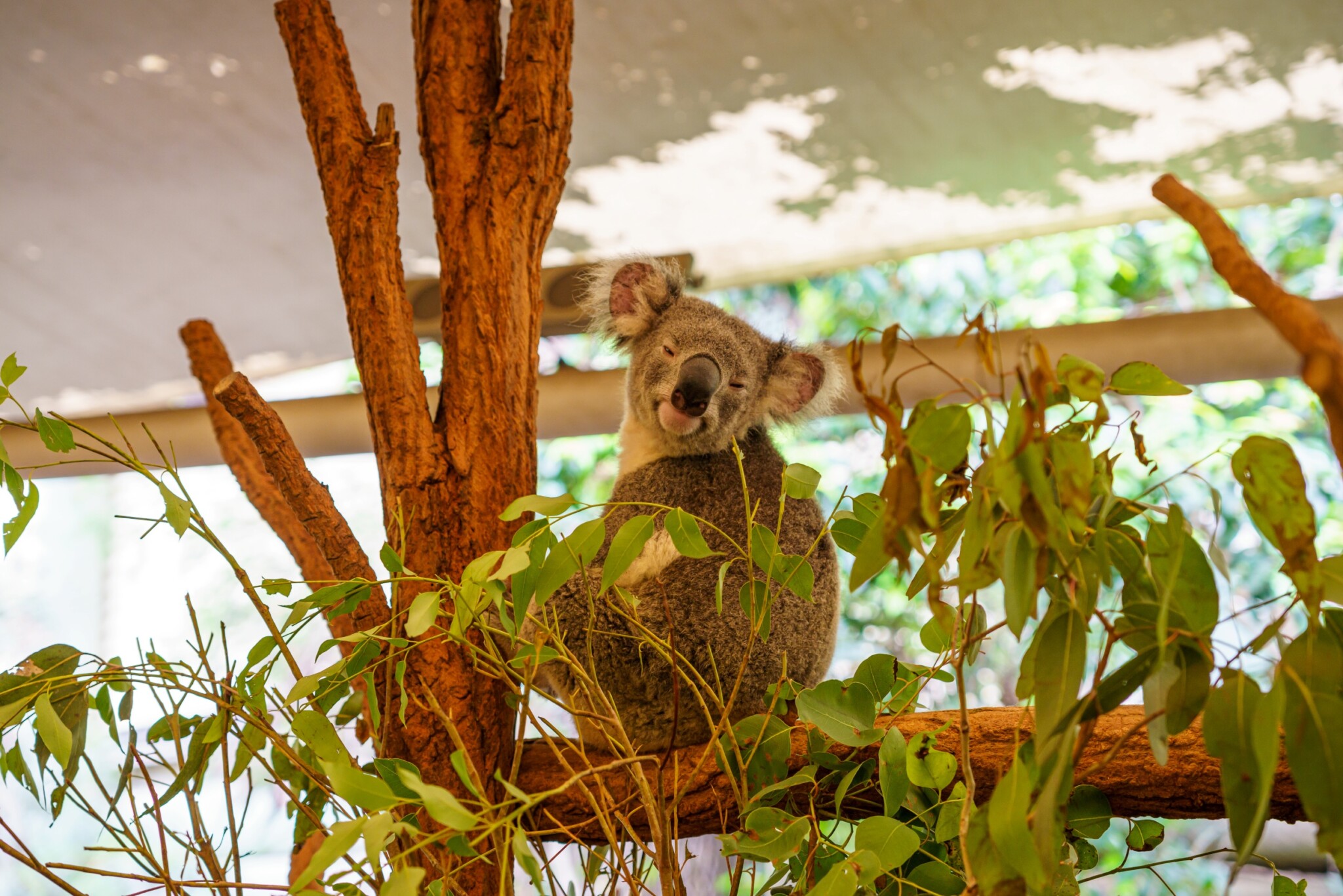 Lone Pine Koala Sanctuary