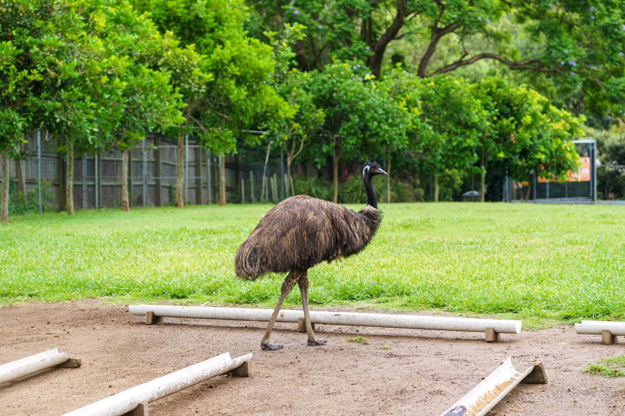 Lone Pine Koala Sanctuary