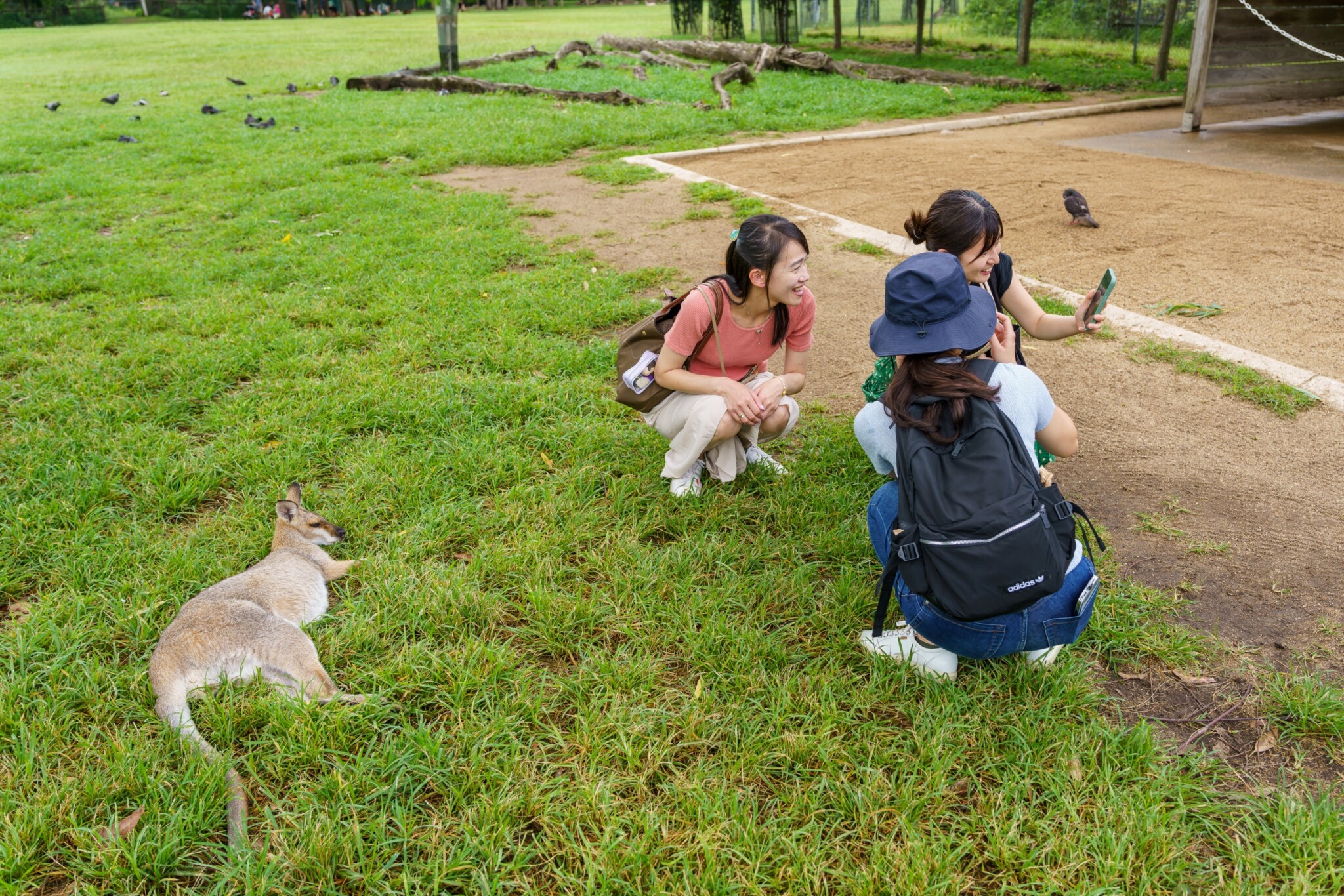 Lone Pine Koala Sanctuary