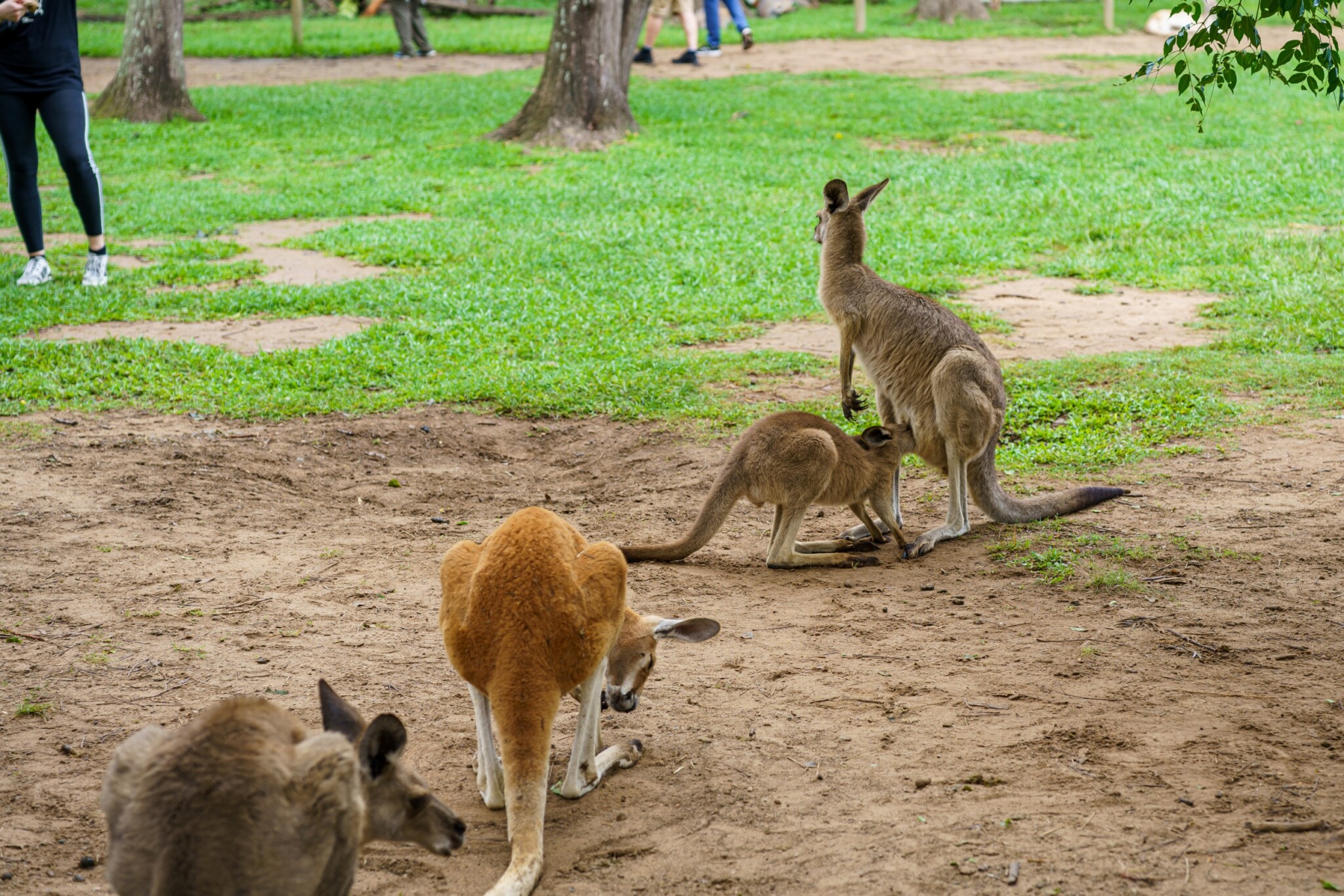 Lone Pine Koala Sanctuary