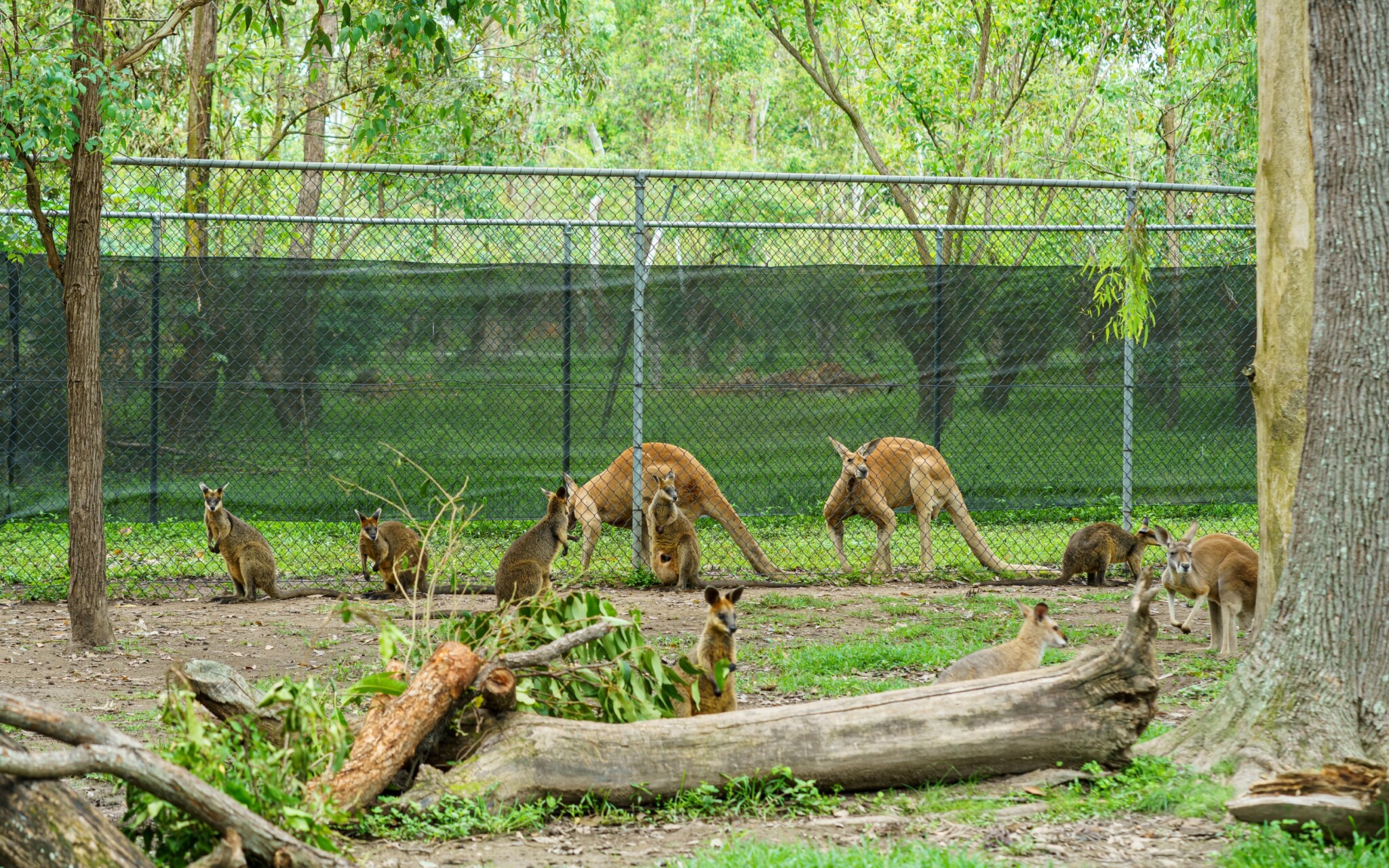 Lone Pine Koala Sanctuary
