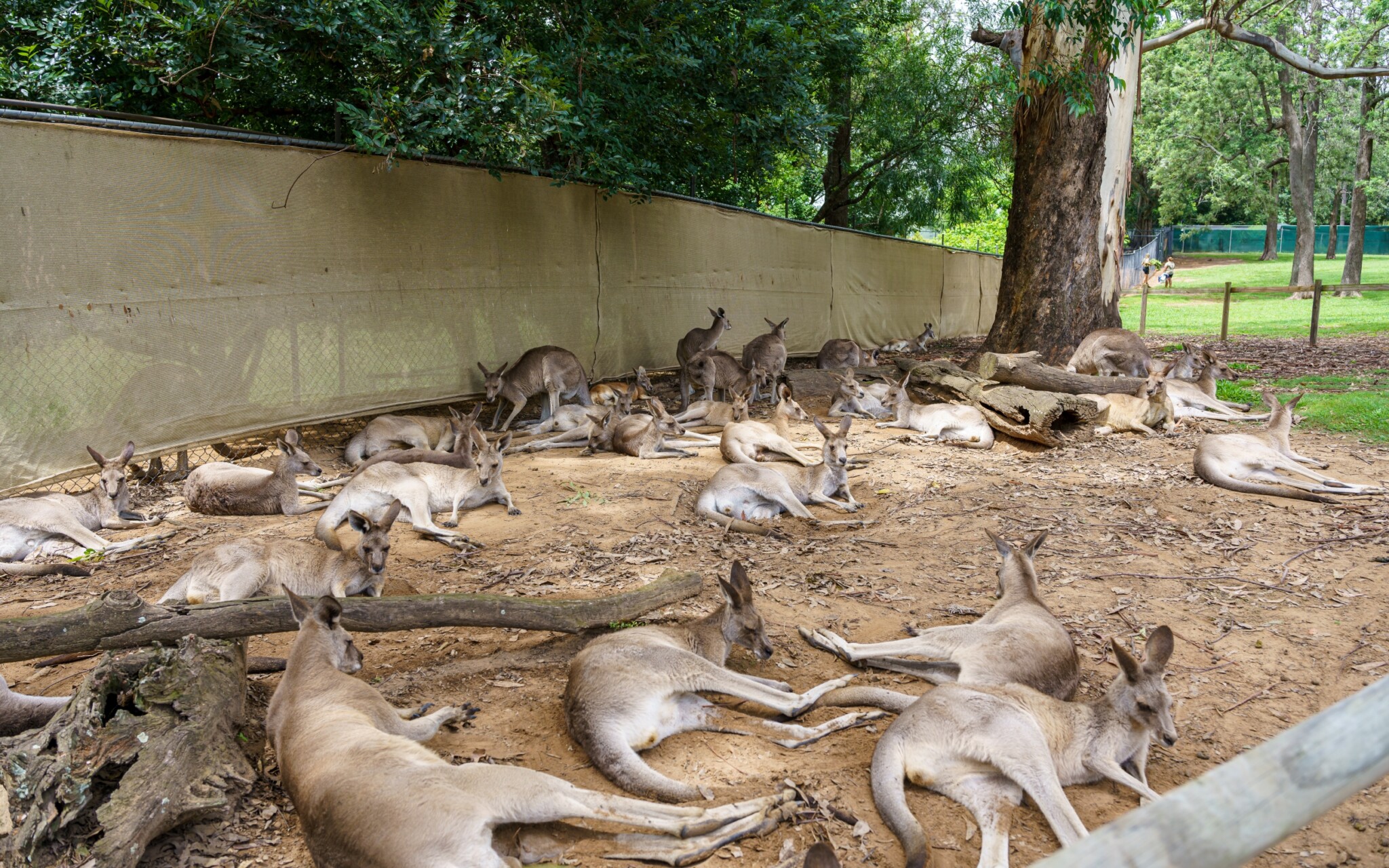 Lone Pine Koala Sanctuary