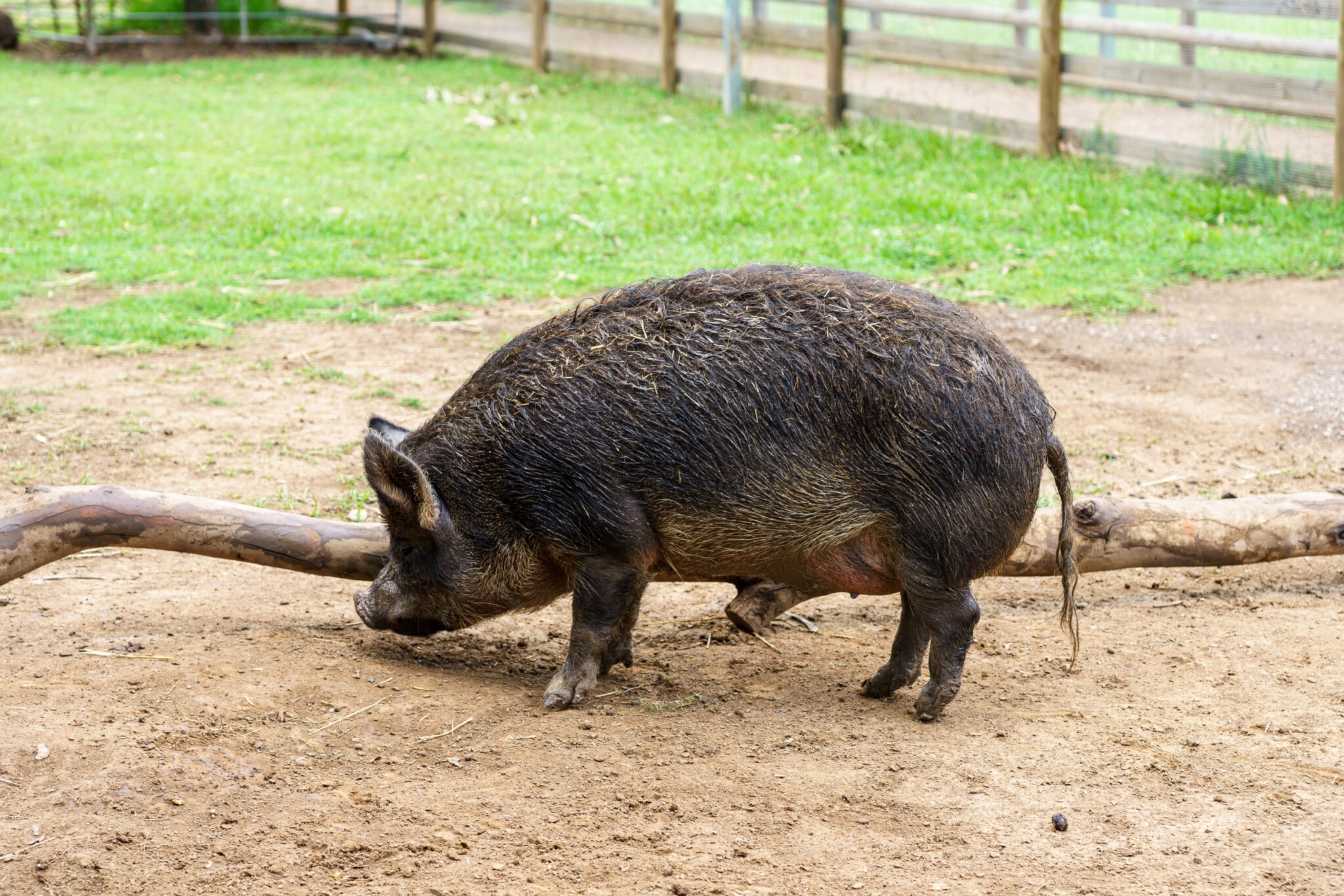 Lone Pine Koala Sanctuary