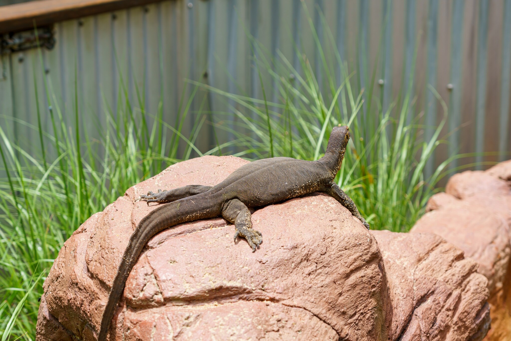 Lone Pine Koala Sanctuary