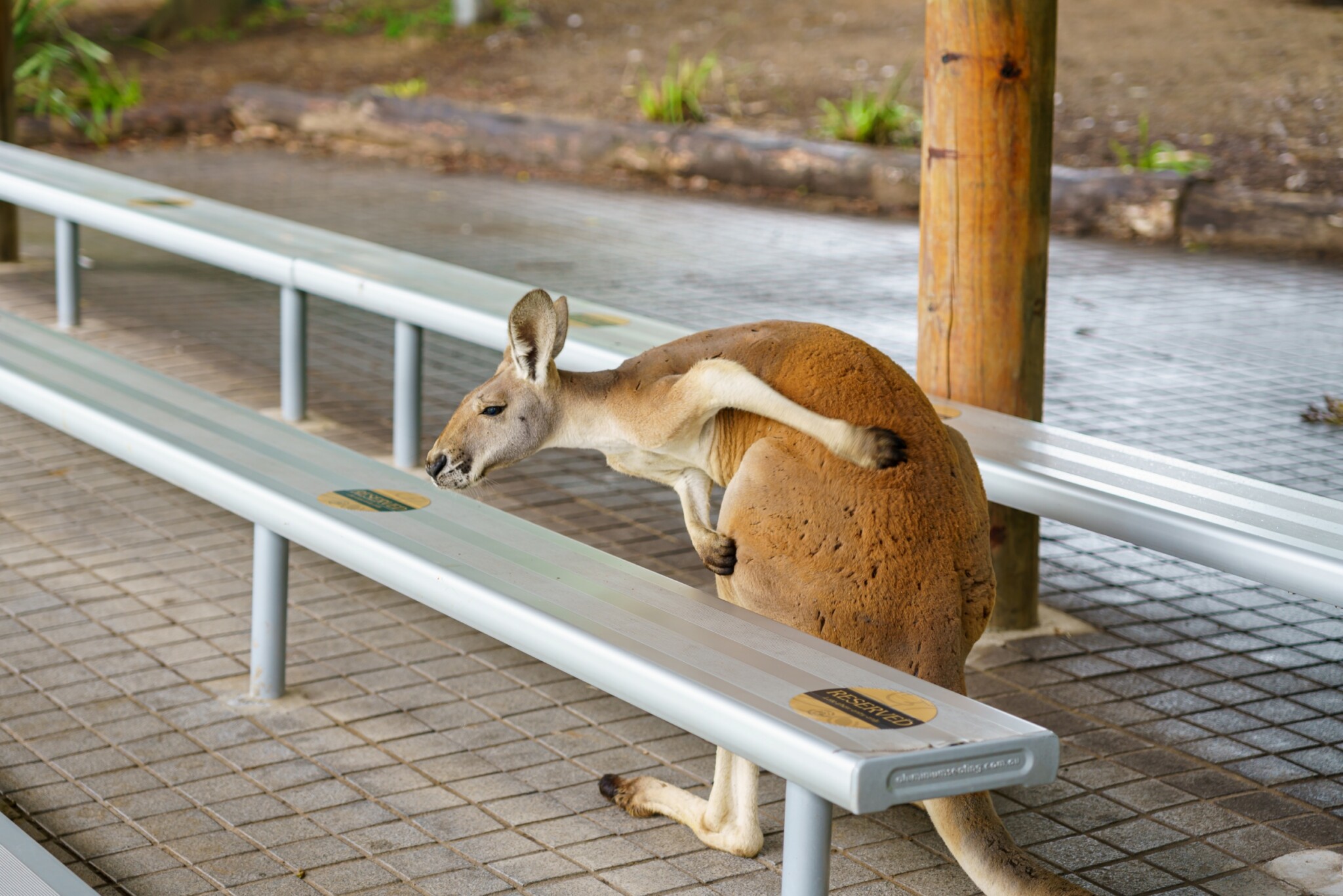 Lone Pine Koala Sanctuary