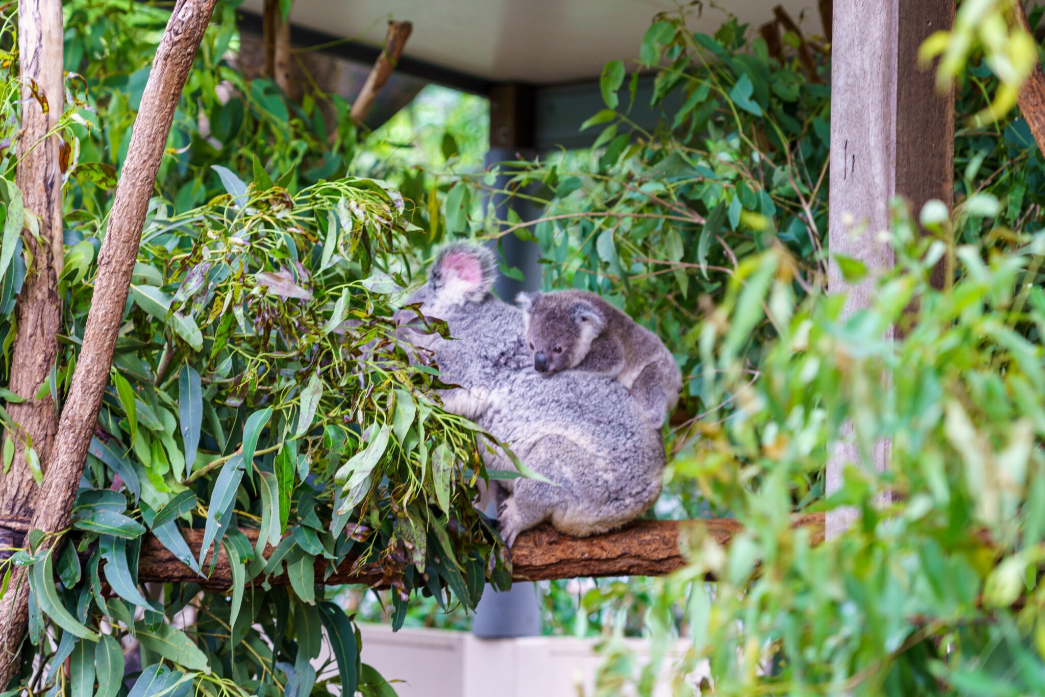 Lone Pine Koala Sanctuary