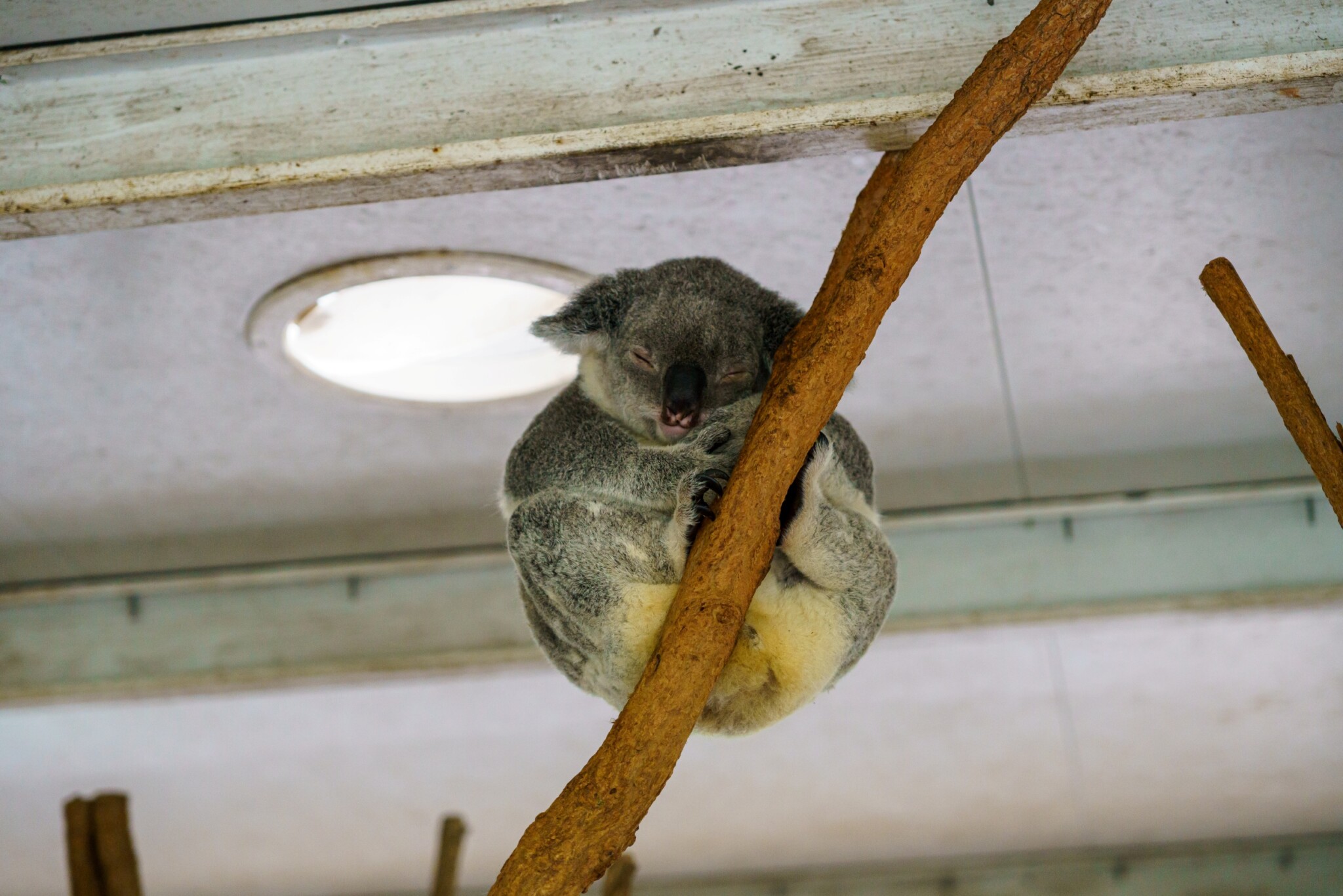 Lone Pine Koala Sanctuary