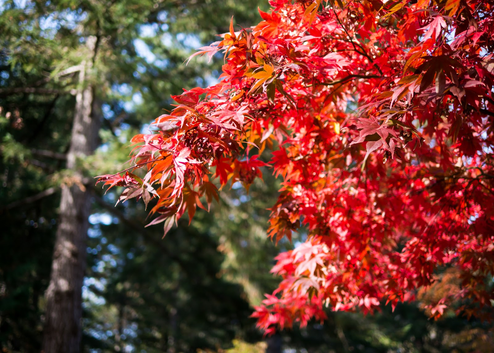 The Butchart Gardens