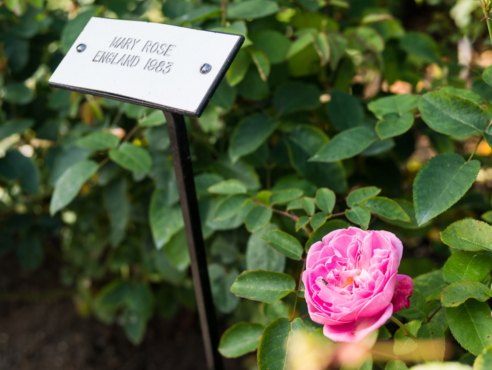 The Butchart Gardens