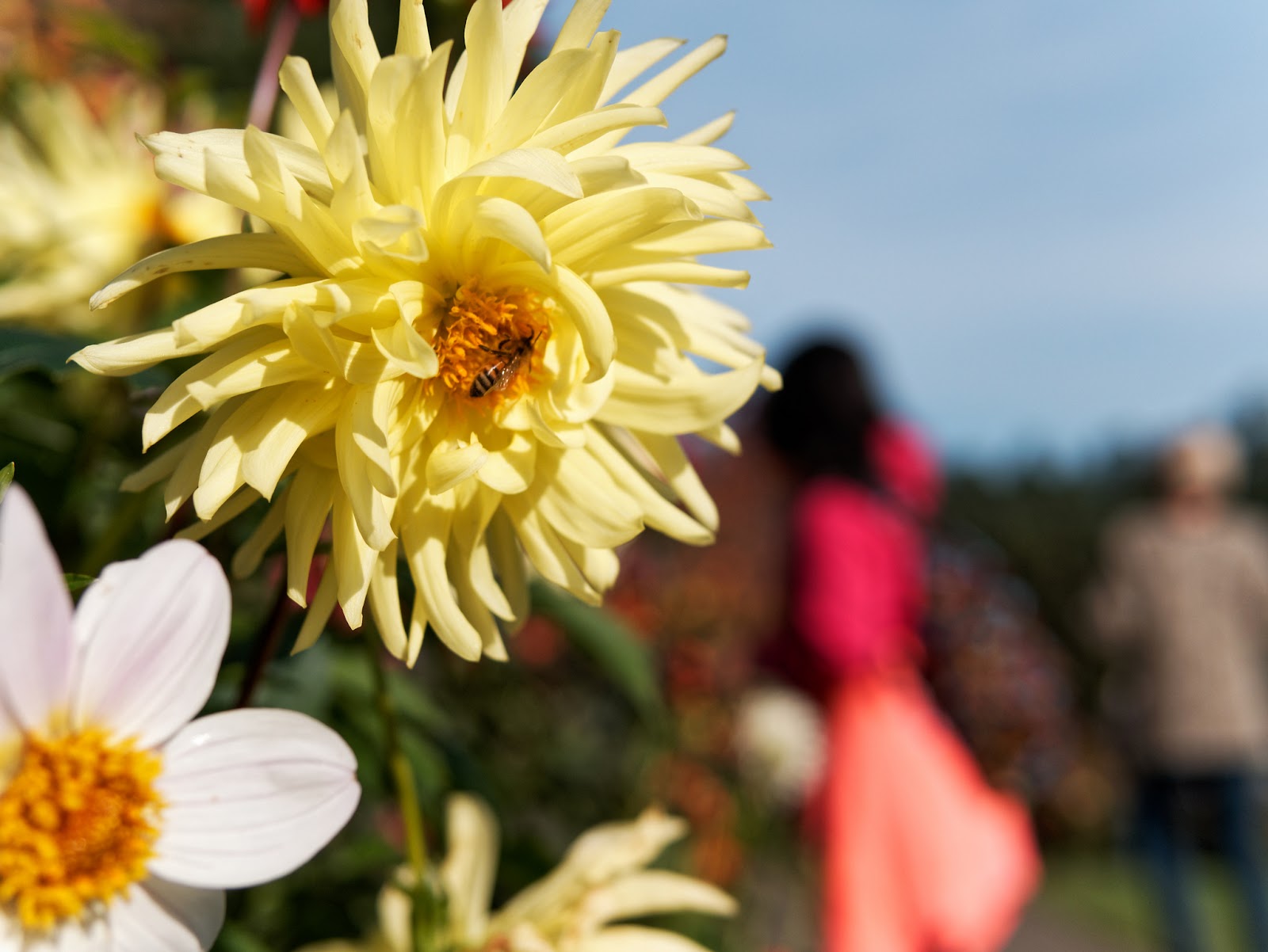 The Butchart Gardens