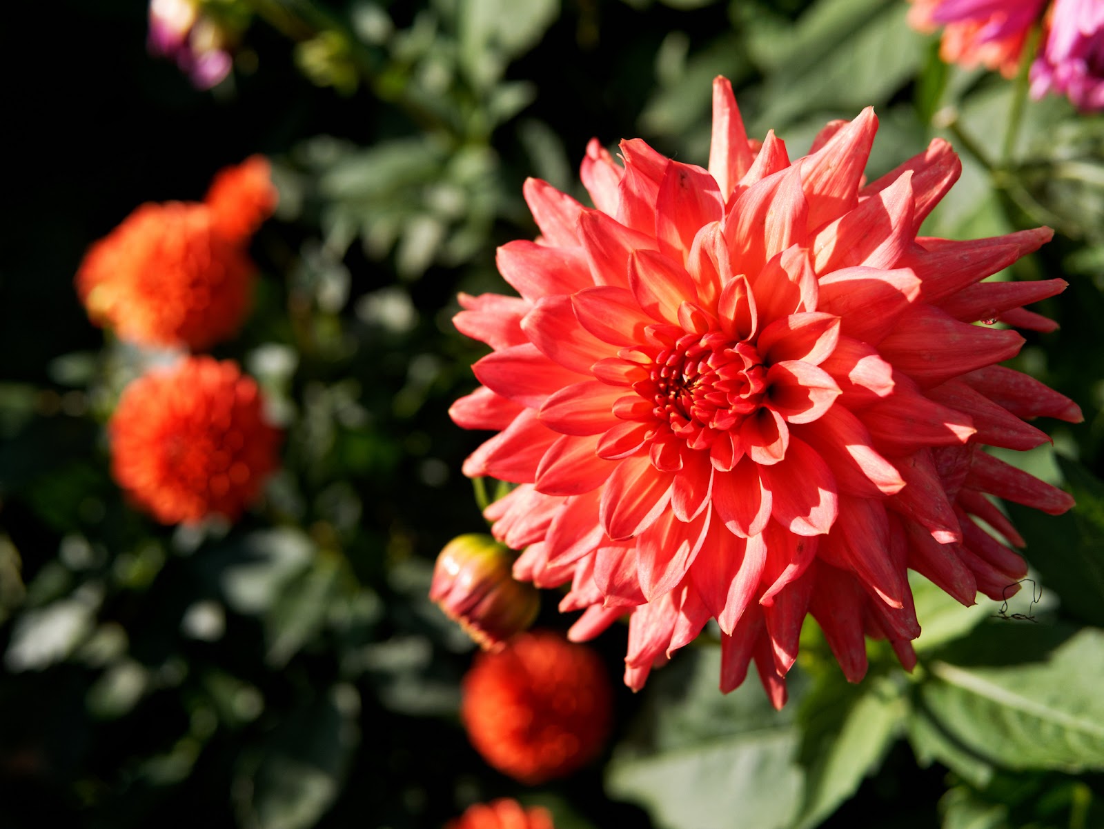 The Butchart Gardens