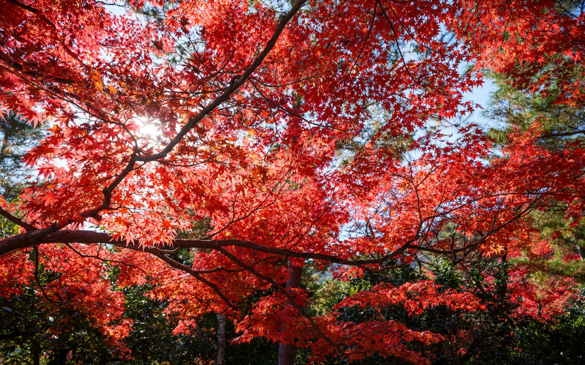 嵐山