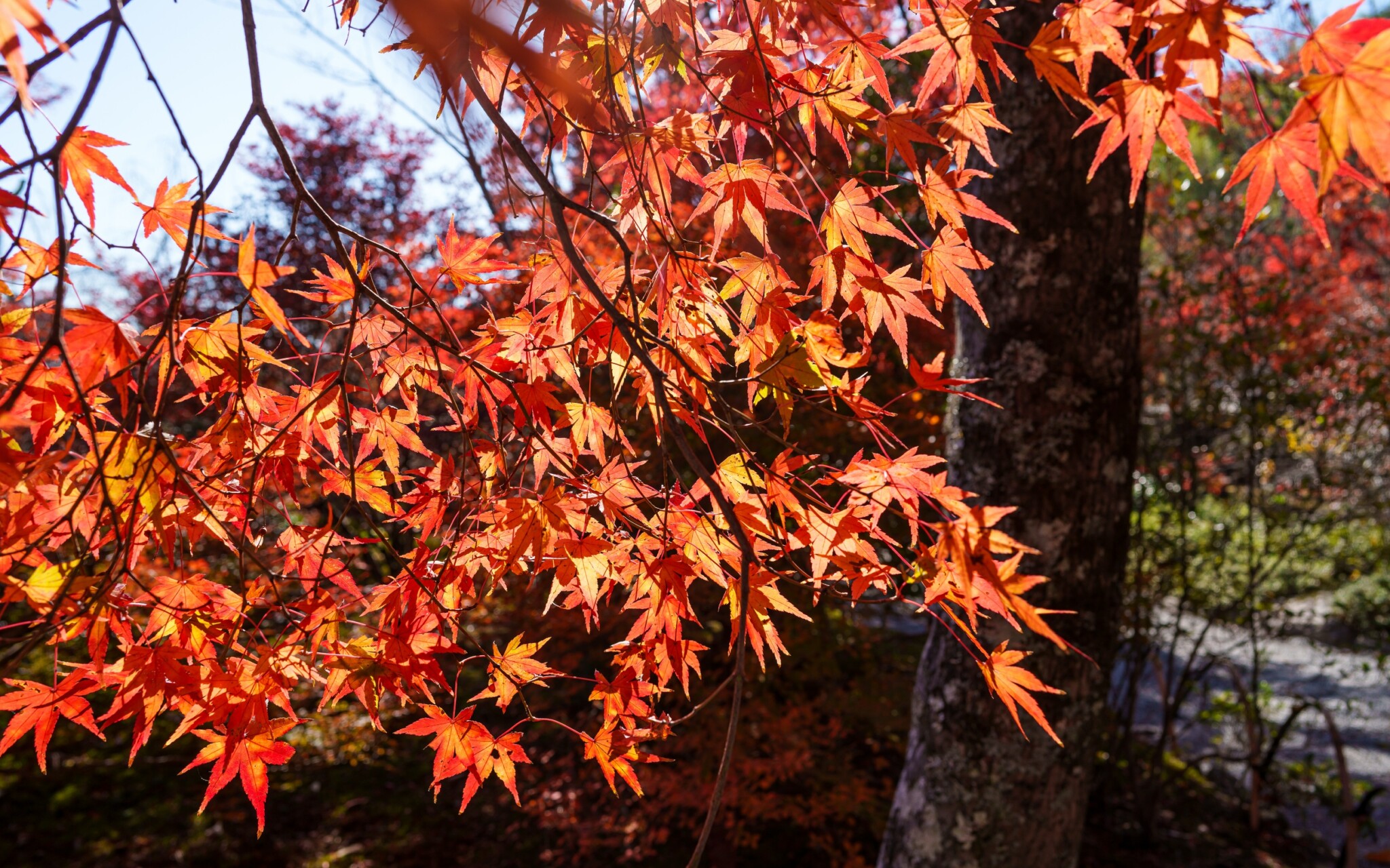 嵐山