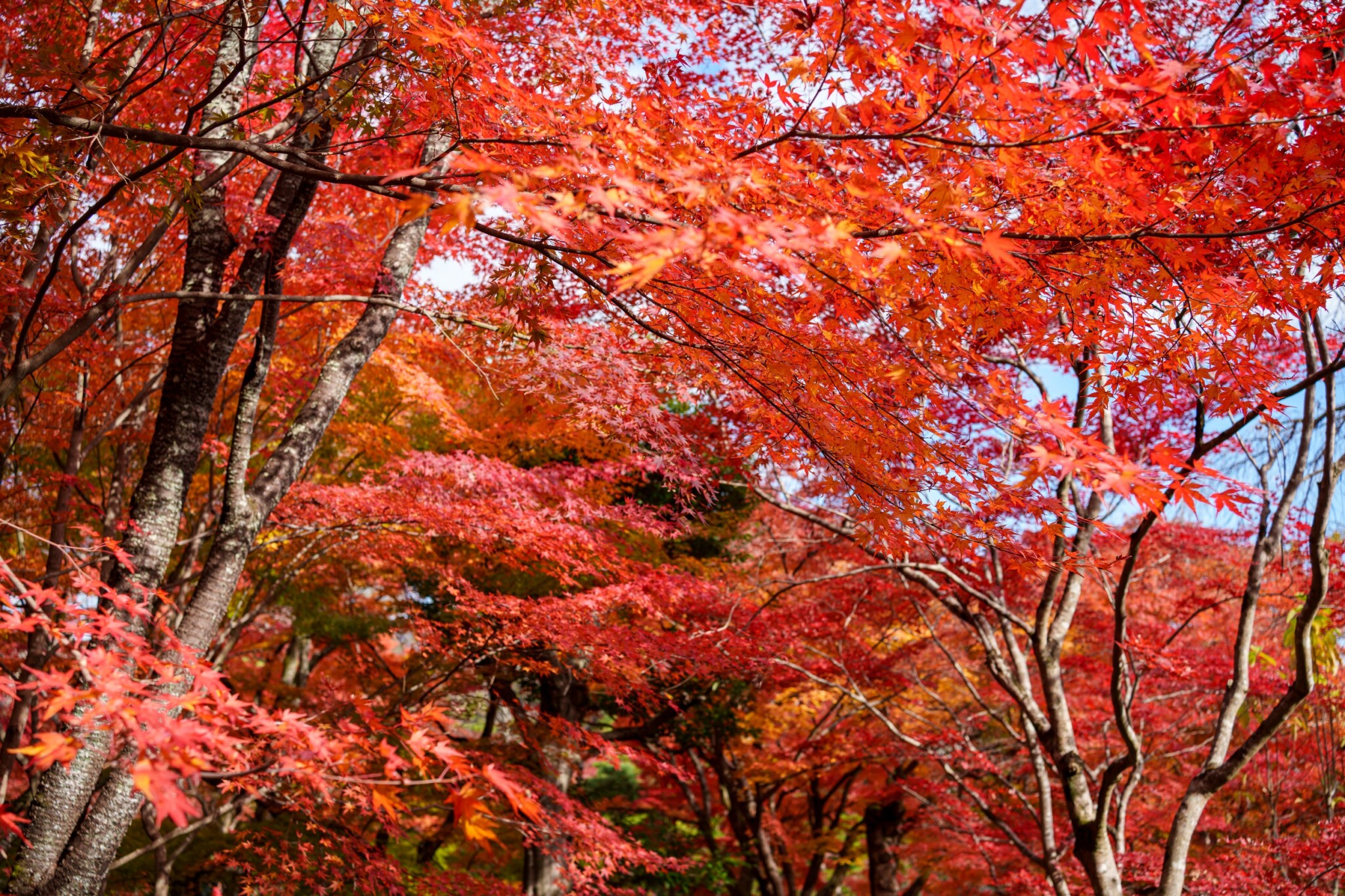 嵐山