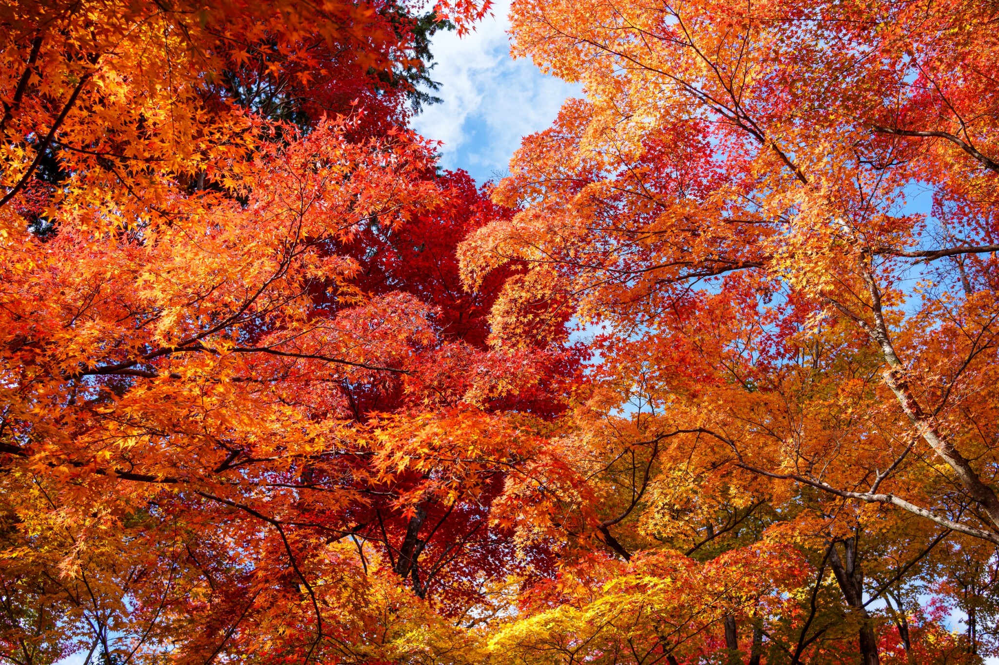 嵐山