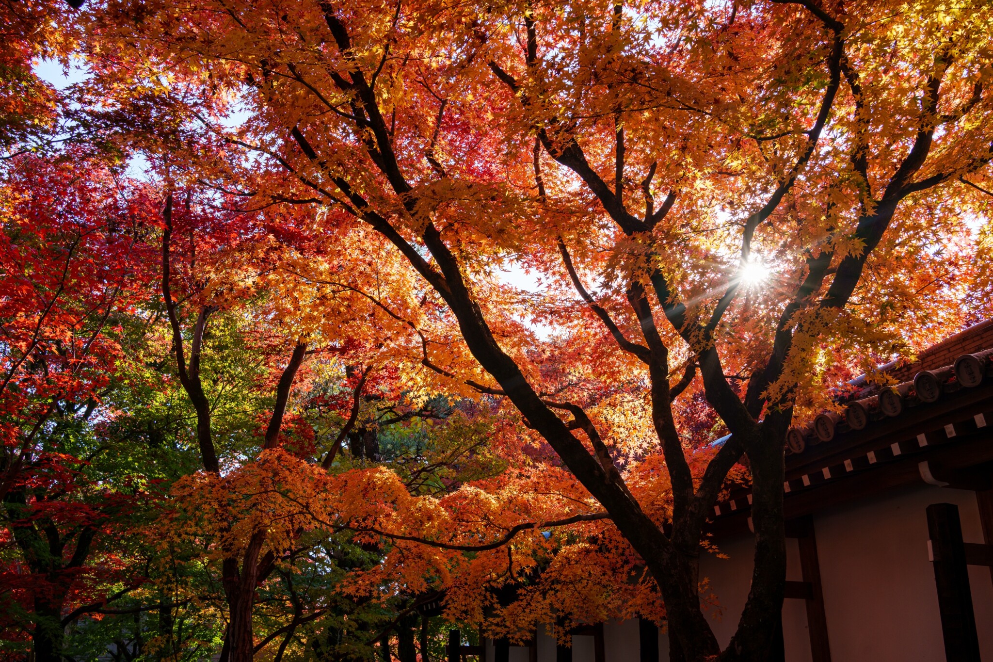 京都寺院