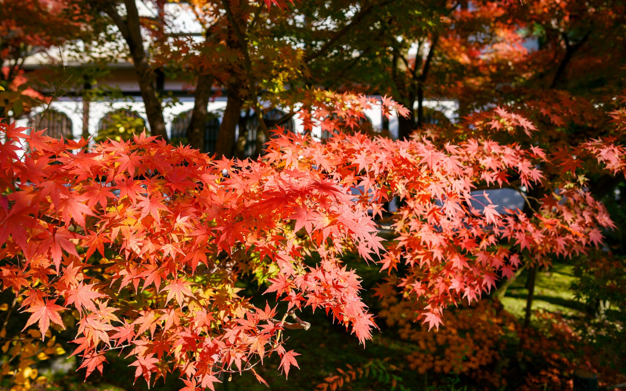 京都寺院