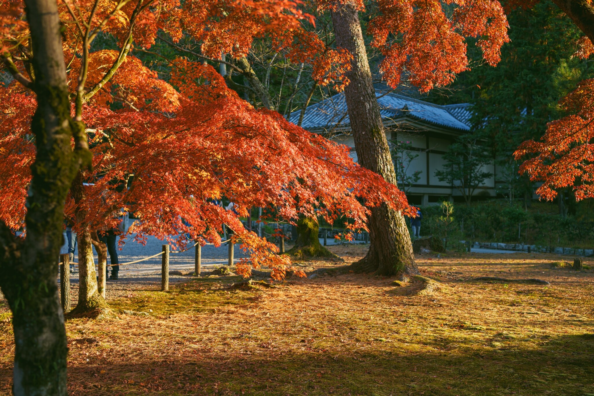 京都寺院