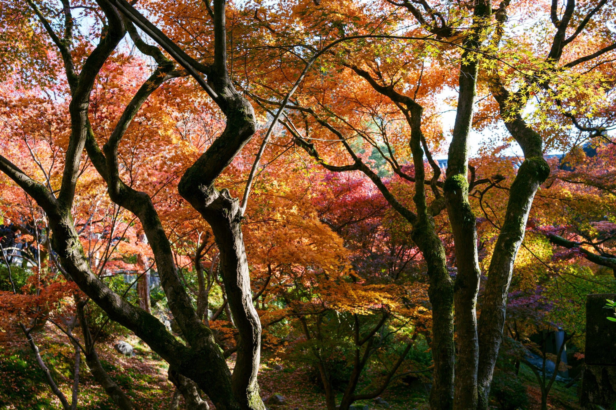 東福寺