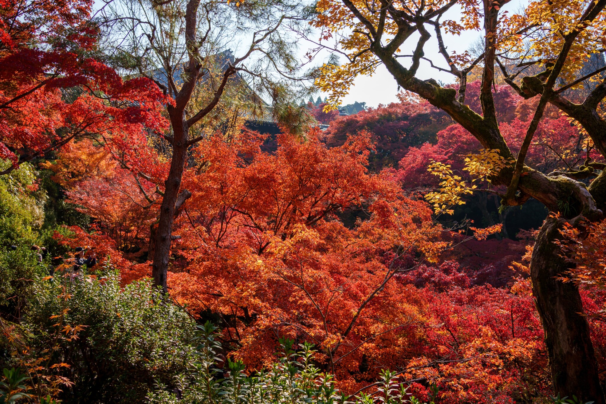 東福寺
